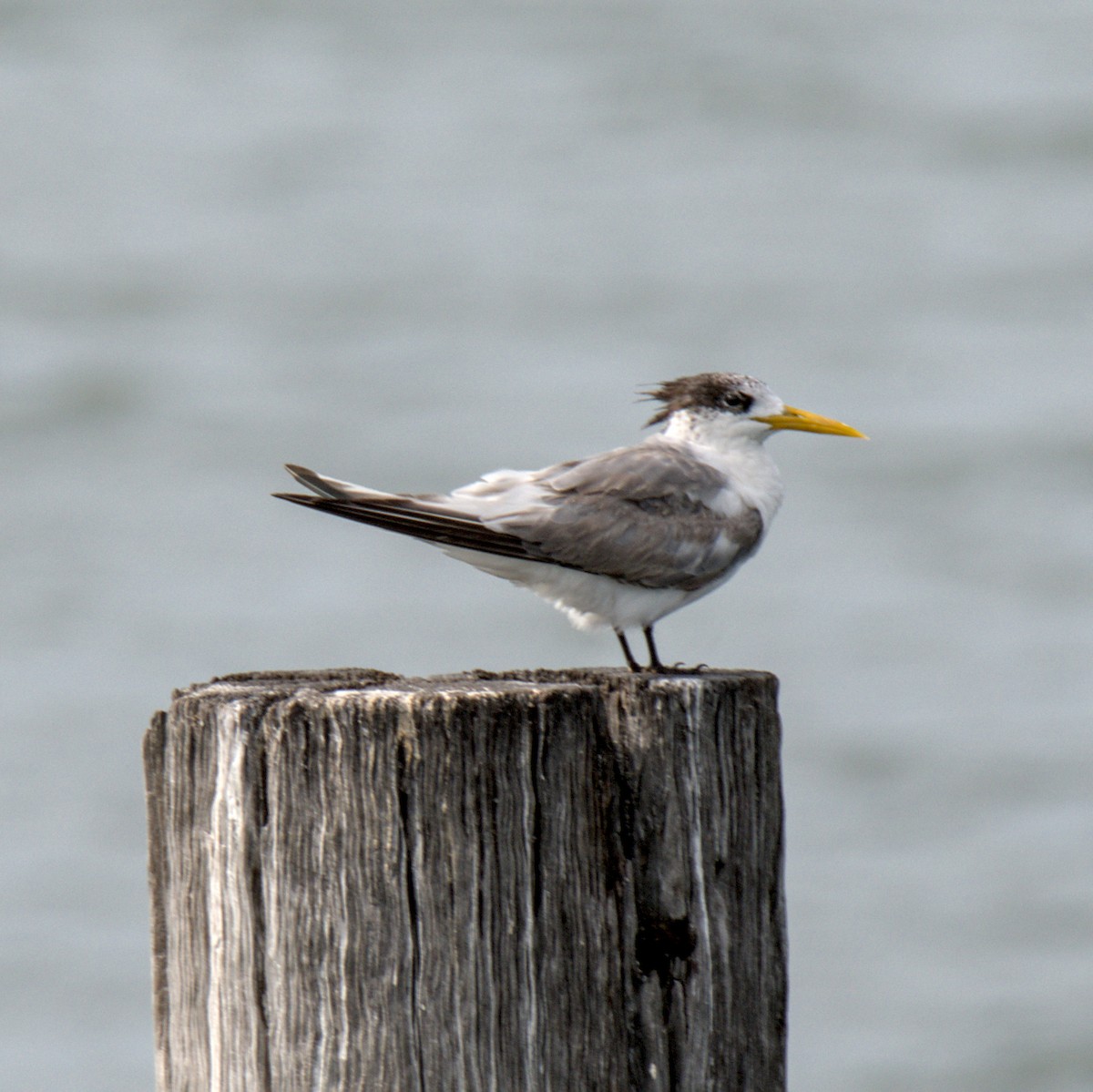 Great Crested Tern - ML618805293