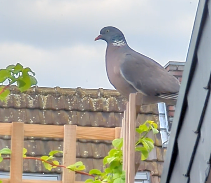 Common Wood-Pigeon - ML618805301