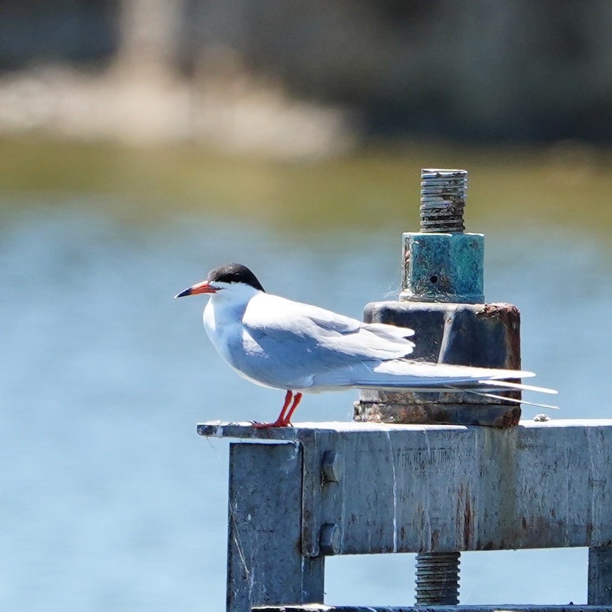 Forster's Tern - mang mike