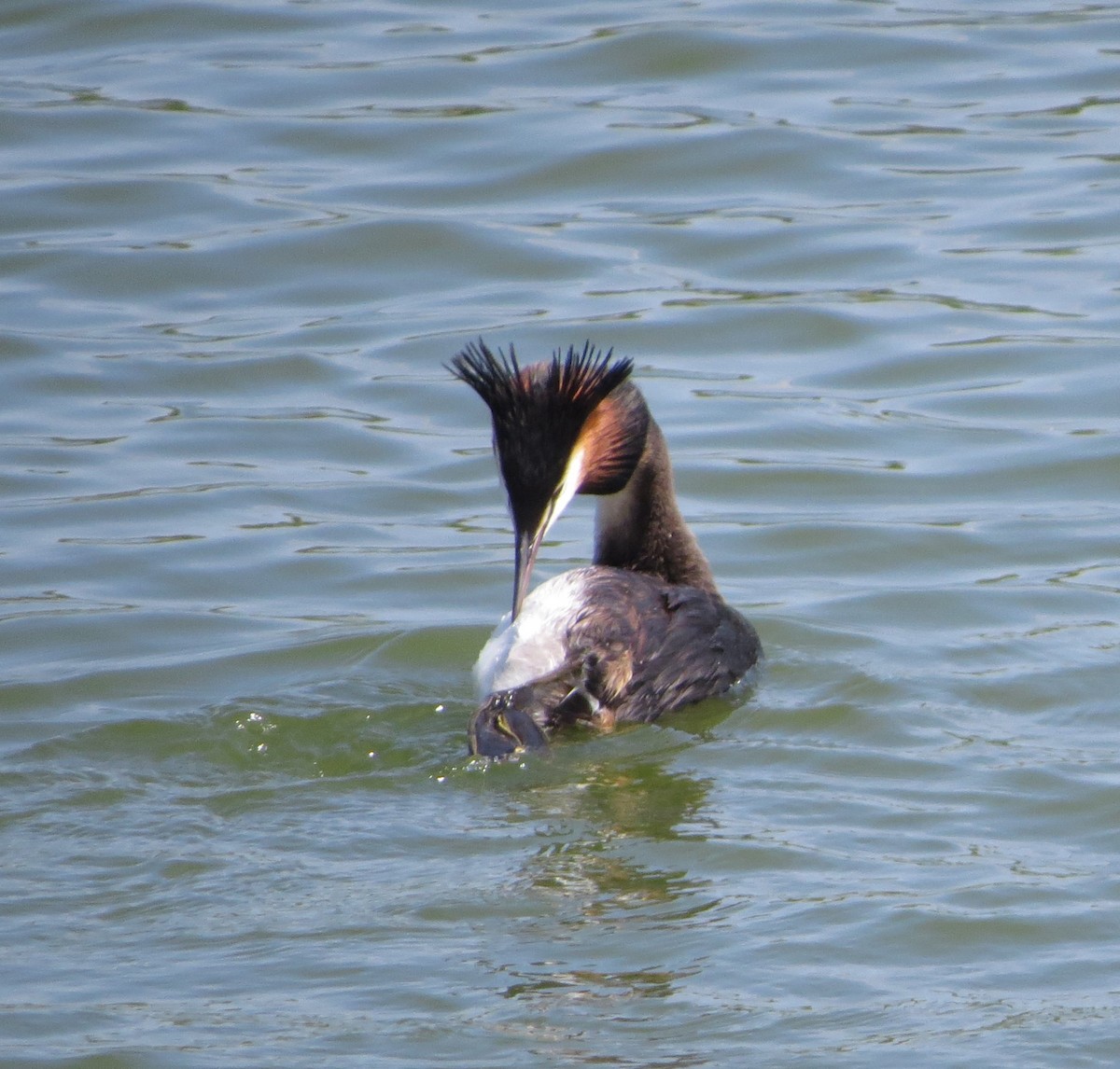 Great Crested Grebe - ML618805330