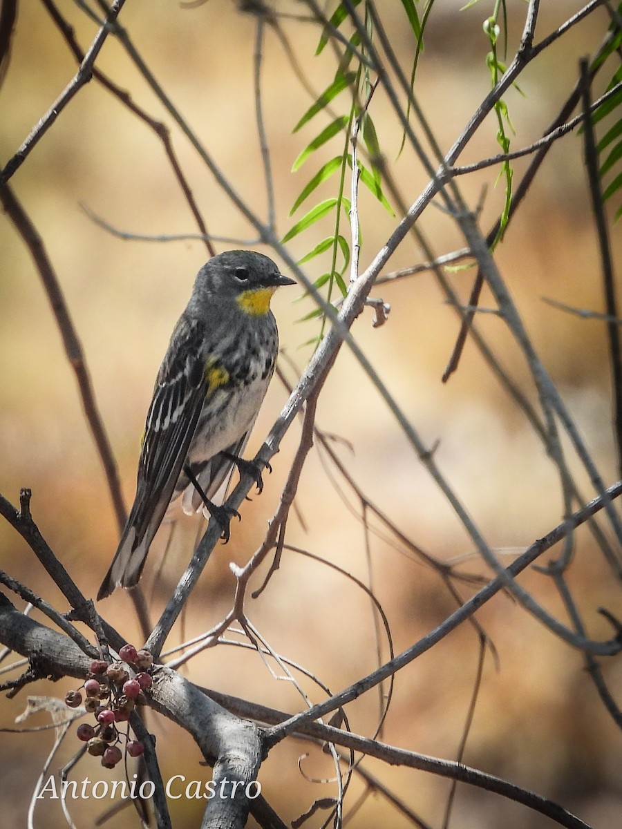 Yellow-rumped Warbler (Audubon's) - Juan Antonio Castro Peralta