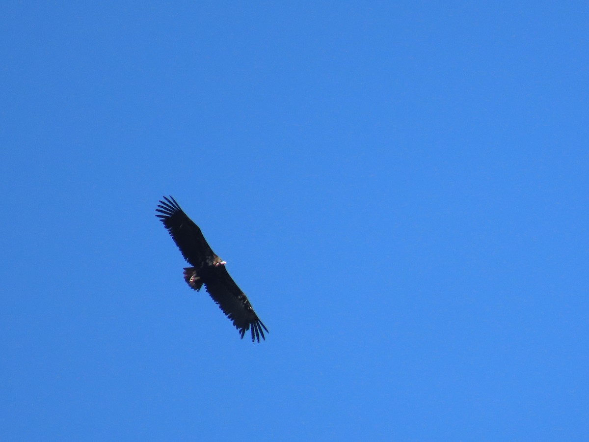 Cinereous Vulture - ML618805368