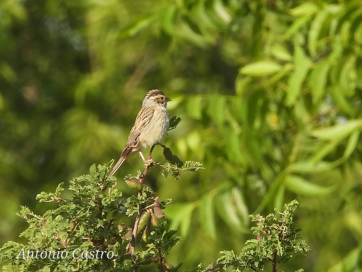 Clay-colored Sparrow - ML618805391