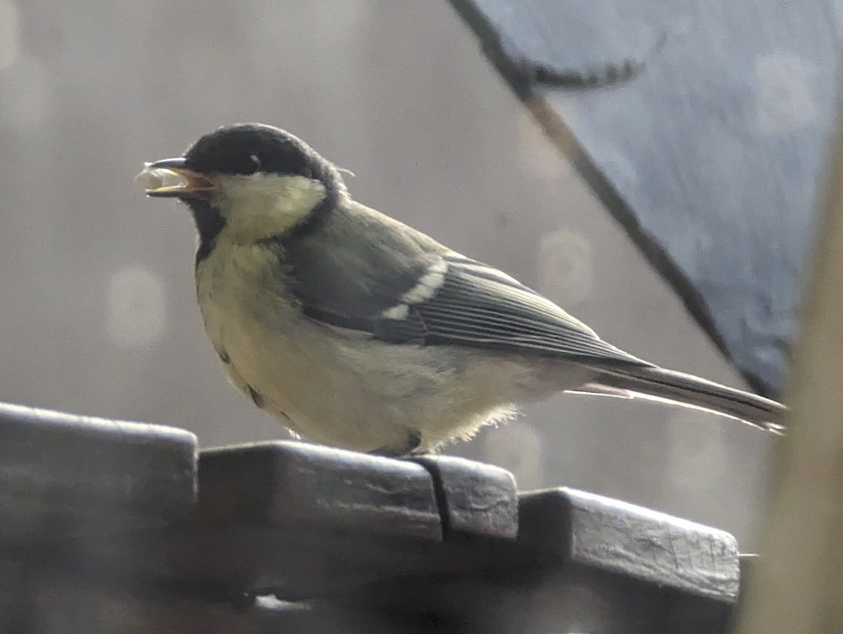 Great Tit - Herbzter CGN