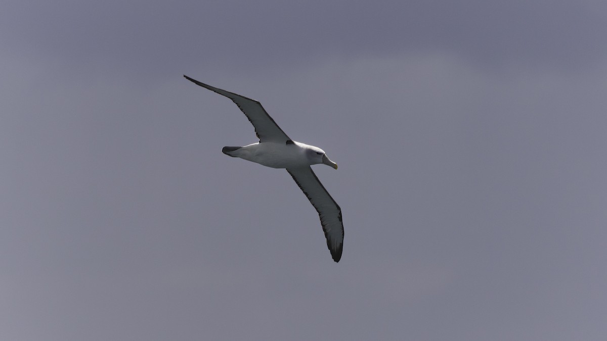 White-capped Albatross (steadi) - ML618805479