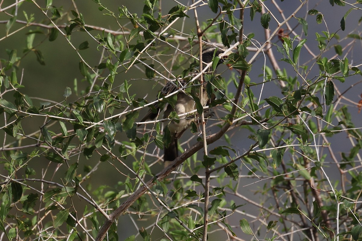 African Gray Hornbill - ML618805486