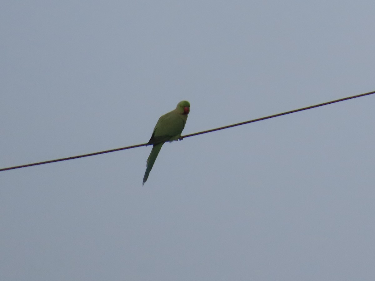 Rose-ringed Parakeet - Shilpa Gadgil