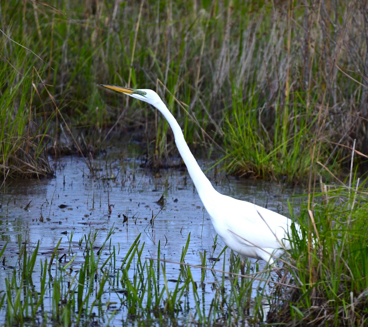 Great Egret - mike shaw