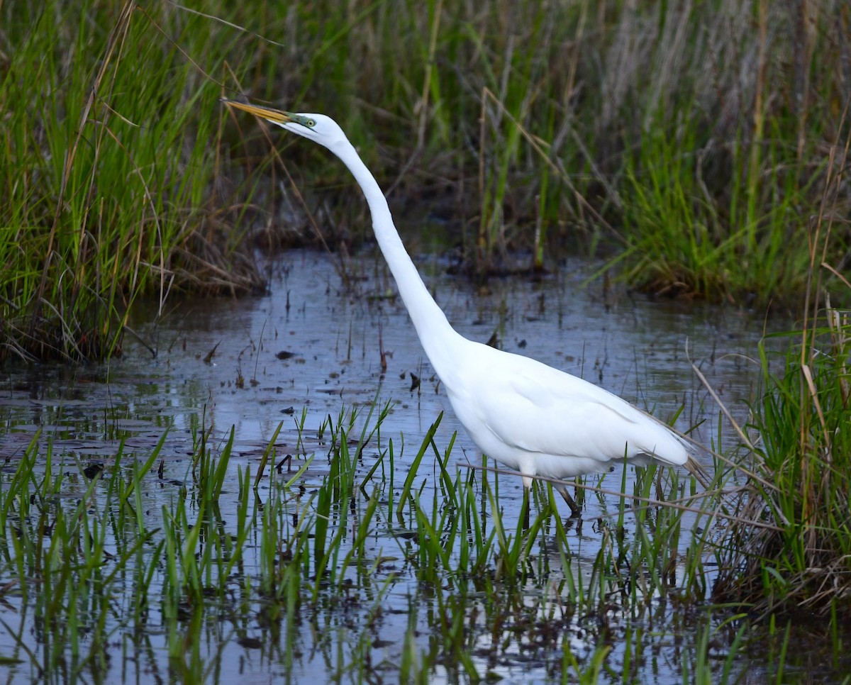 Great Egret - mike shaw