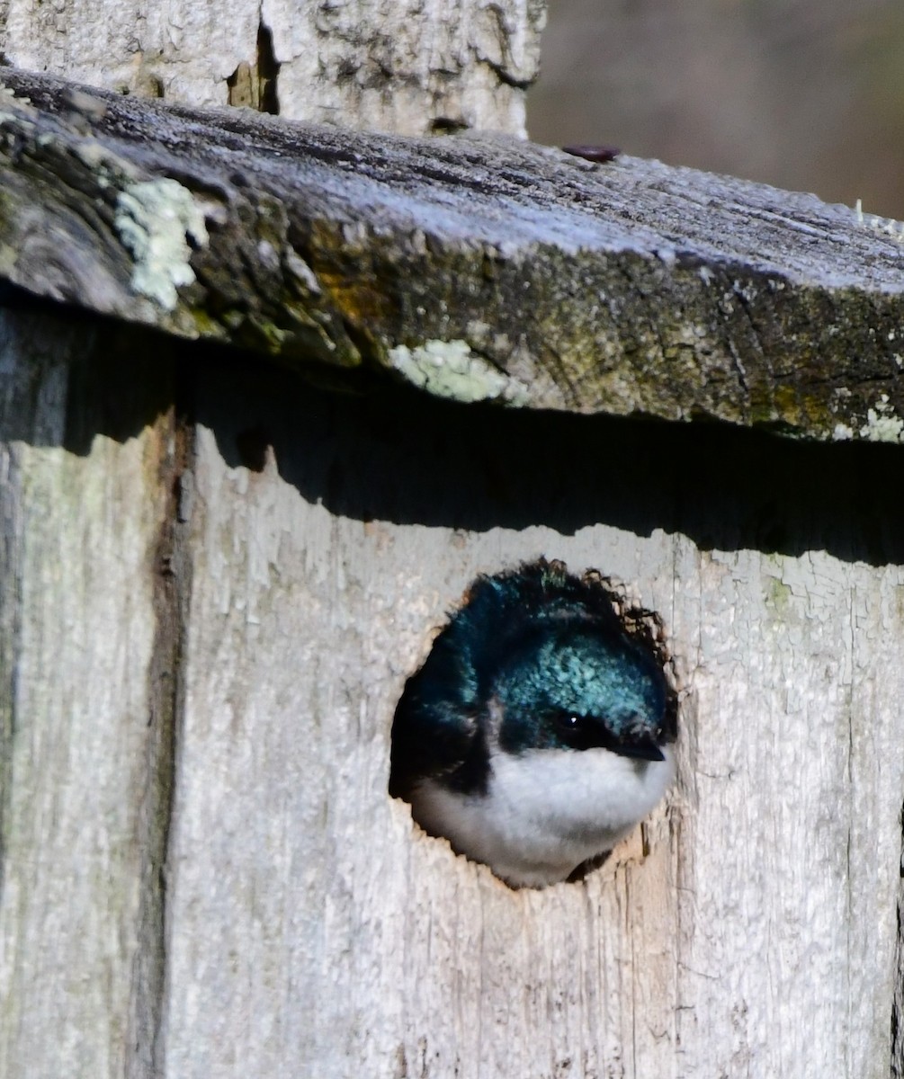 Tree Swallow - mike shaw