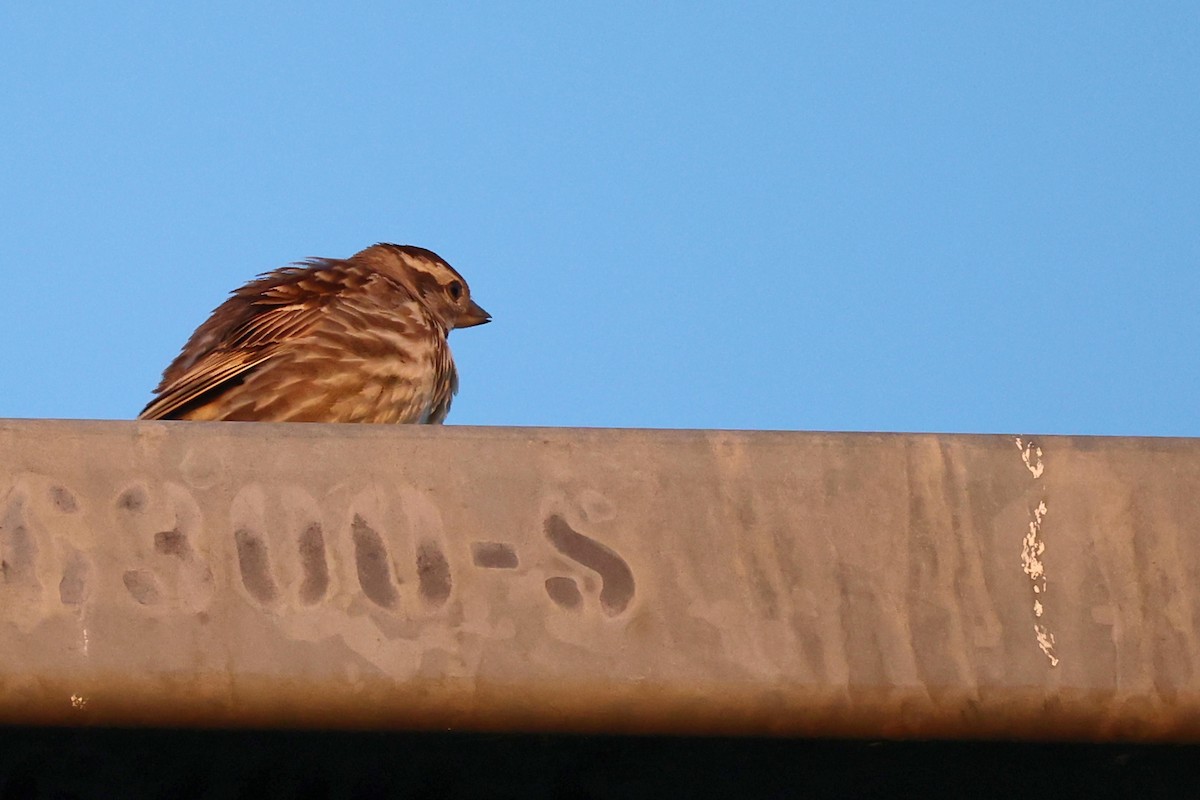 Rock Sparrow - Anonymous