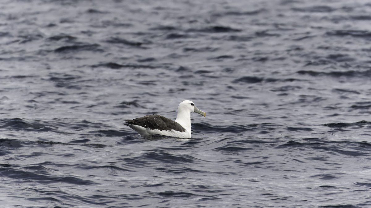 White-capped Albatross (steadi) - ML618805531