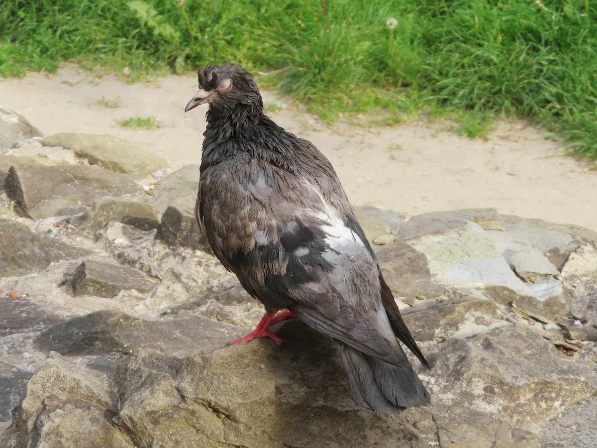Rock Pigeon (Feral Pigeon) - Kseniia Marianna Prondzynska