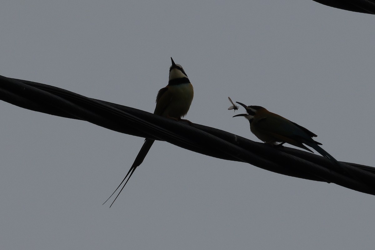 White-throated Bee-eater - ML618805545