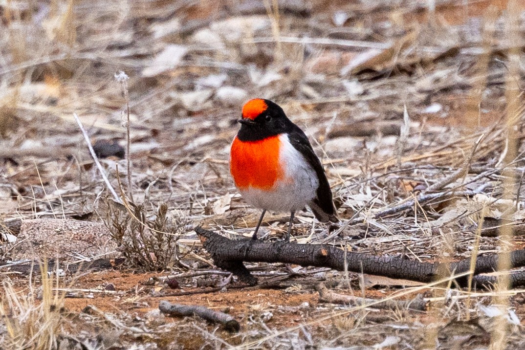 Red-capped Robin - ML618805551
