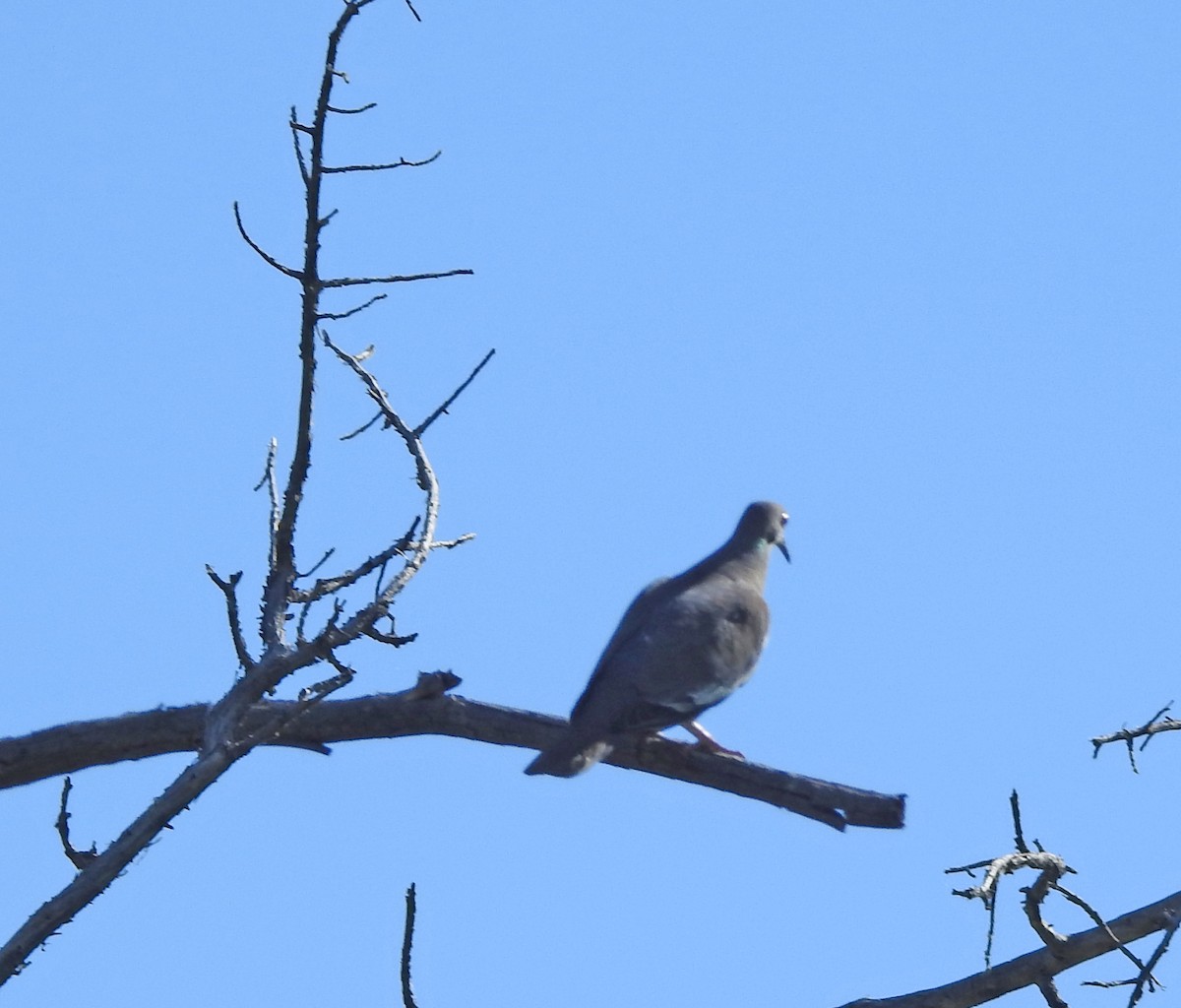 White-winged Dove - Gerrie Karczynski