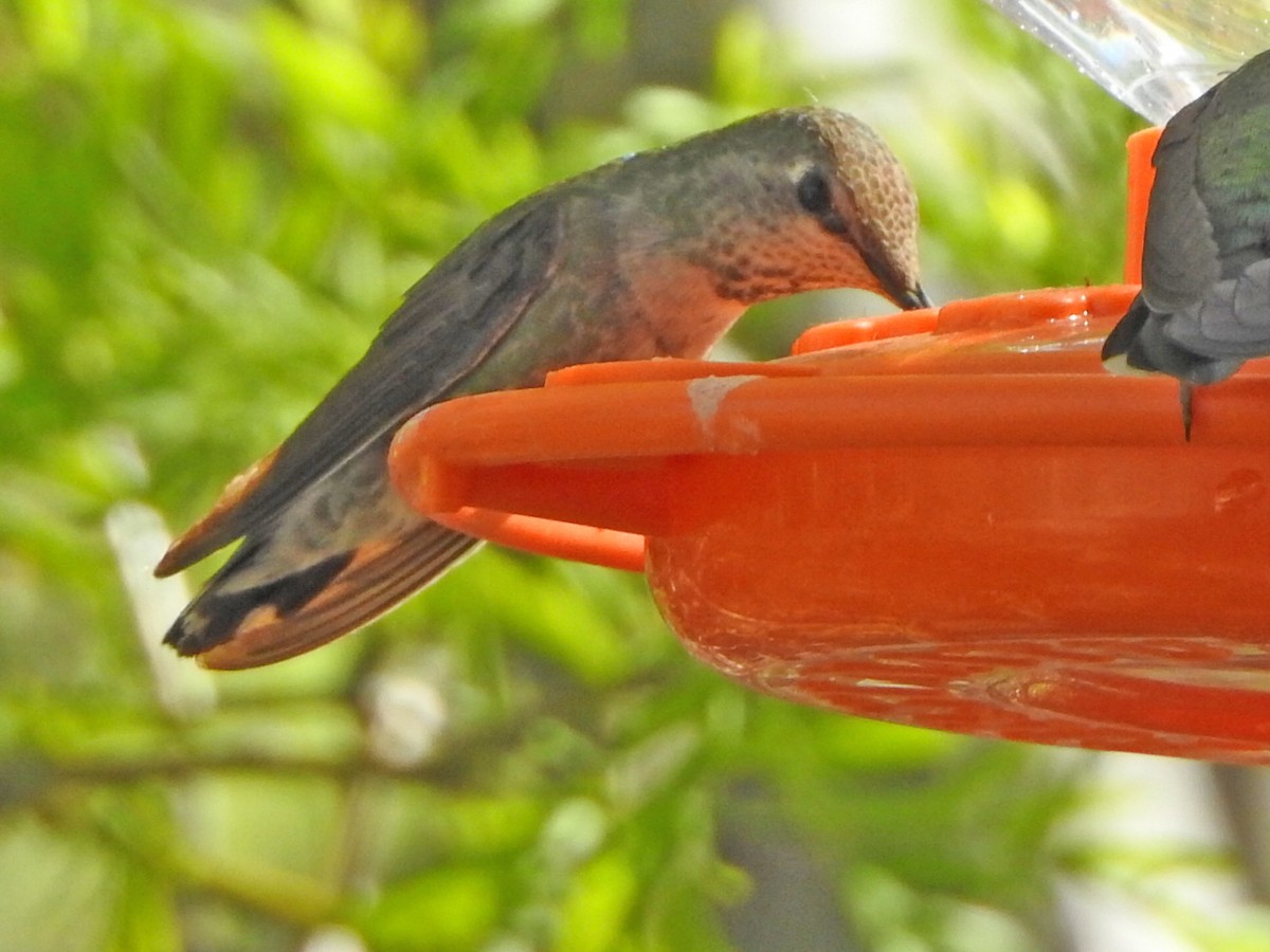 Anna's Hummingbird - ML618805571