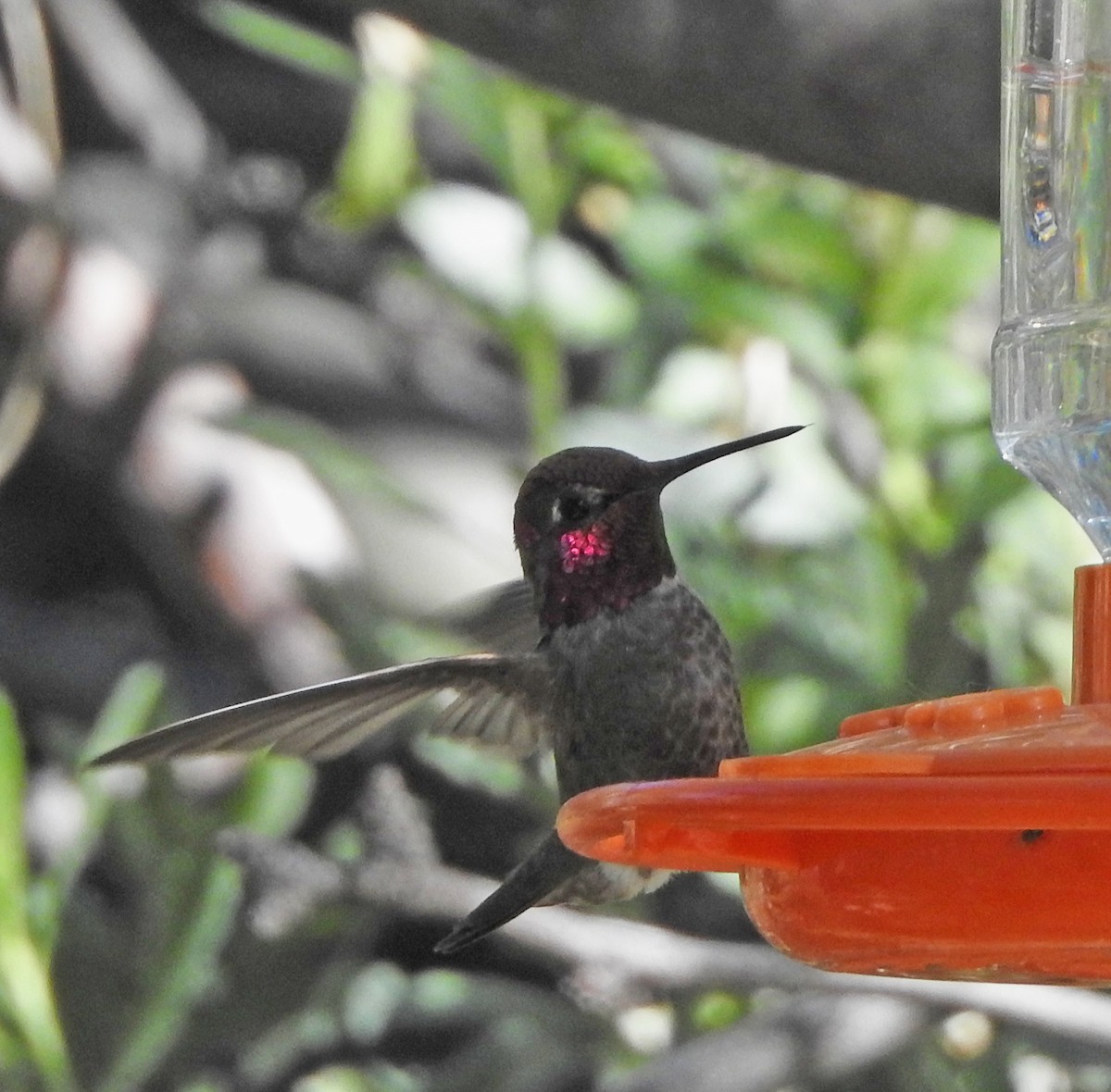 Anna's Hummingbird - ML618805575