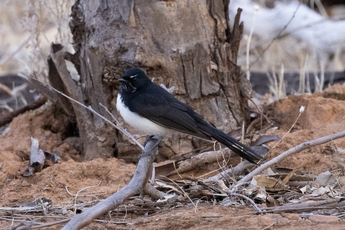 Willie-wagtail - ML618805579