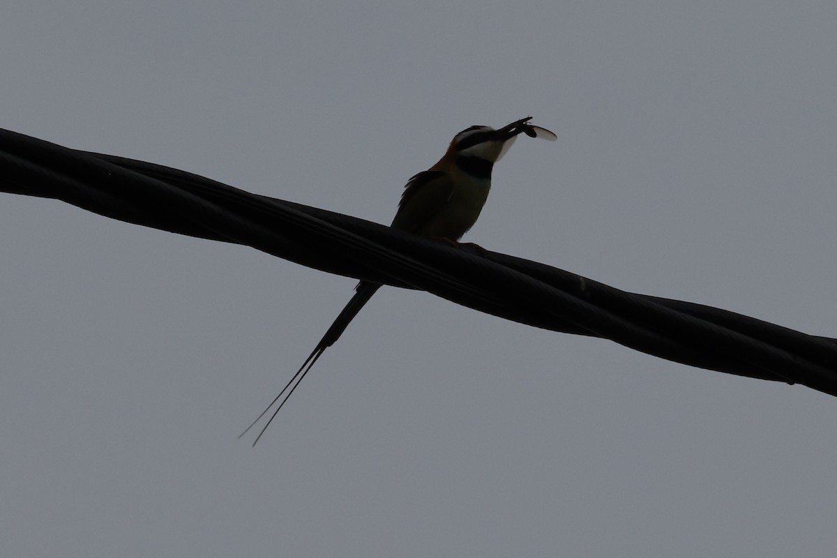 White-throated Bee-eater - ML618805581