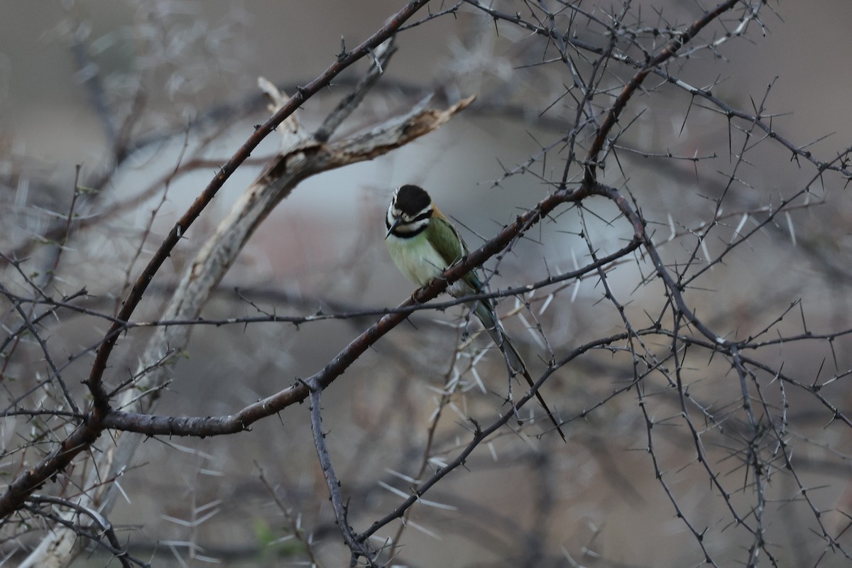 White-throated Bee-eater - ML618805592