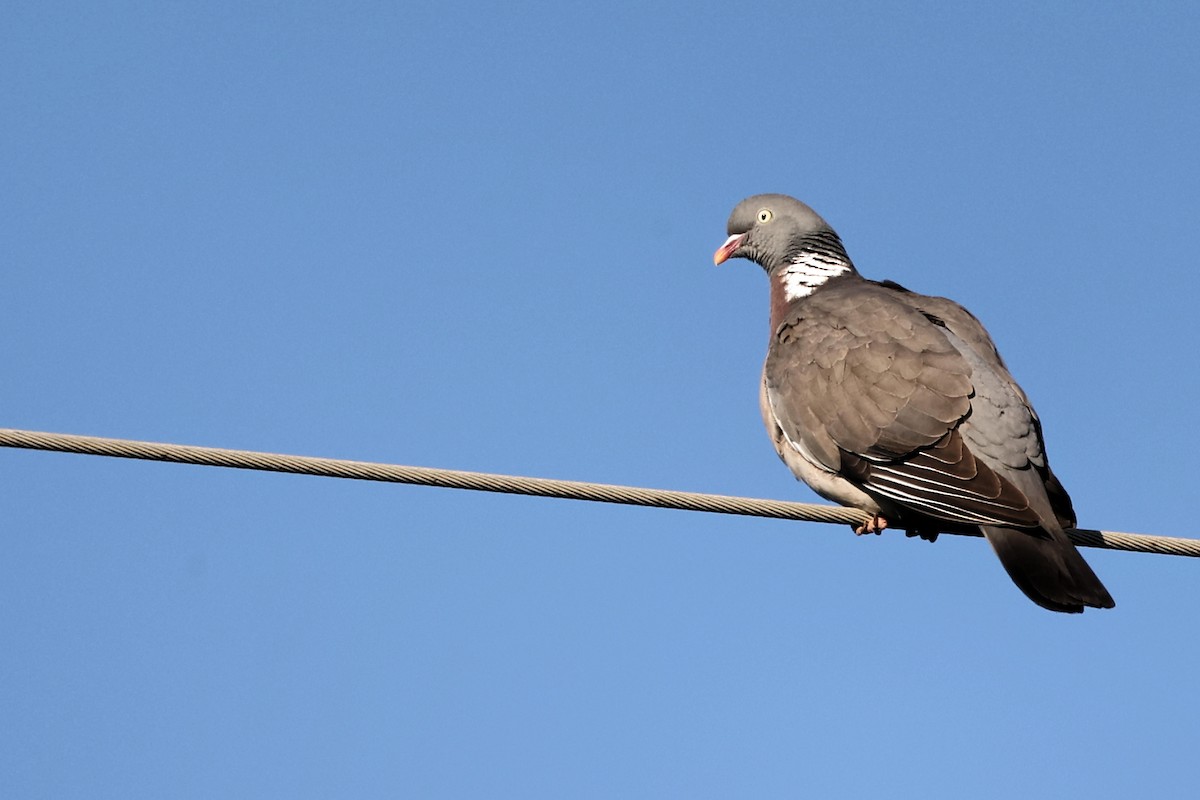 Common Wood-Pigeon - Anonymous