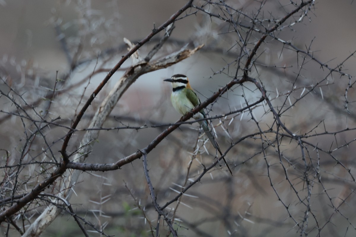 White-throated Bee-eater - ML618805600