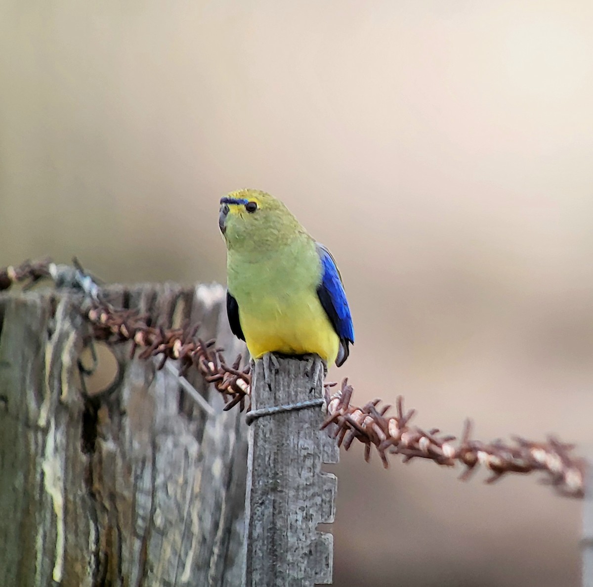 Blue-winged Parrot - ML618805613