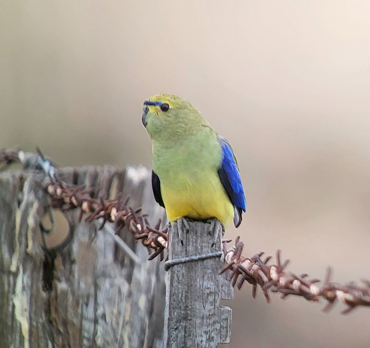 Blue-winged Parrot - ML618805616