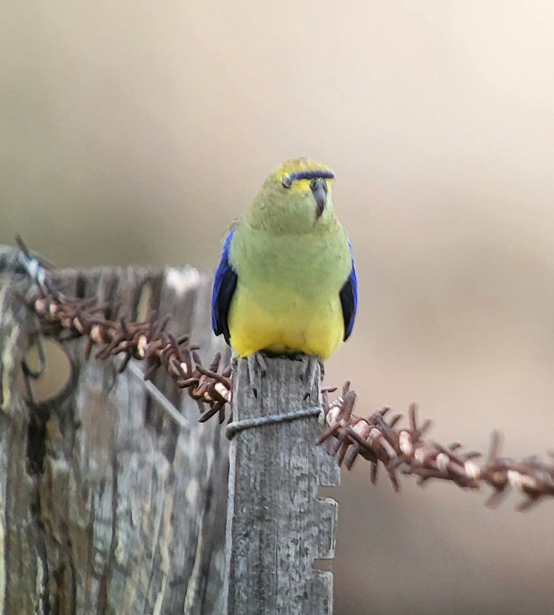 Blue-winged Parrot - ML618805618