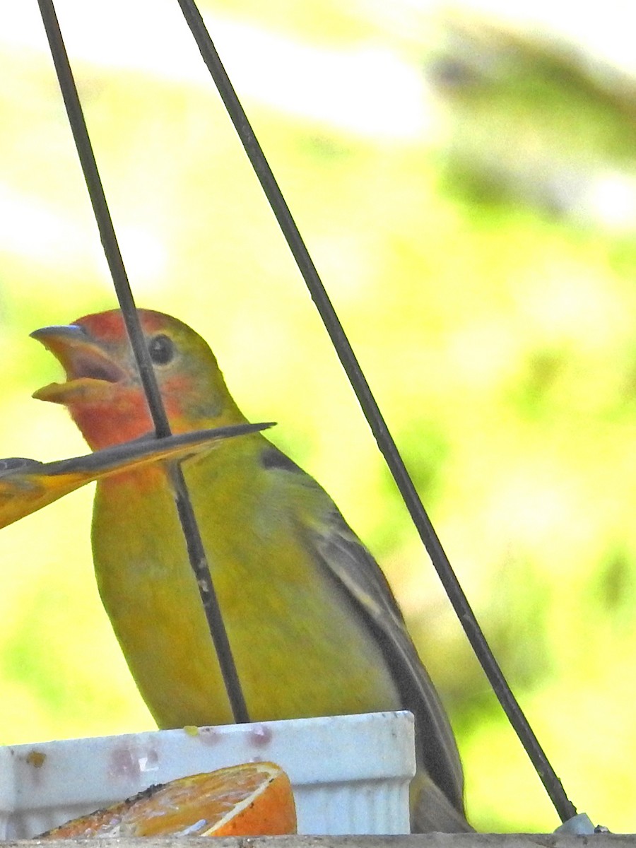 Western Tanager - ML618805643