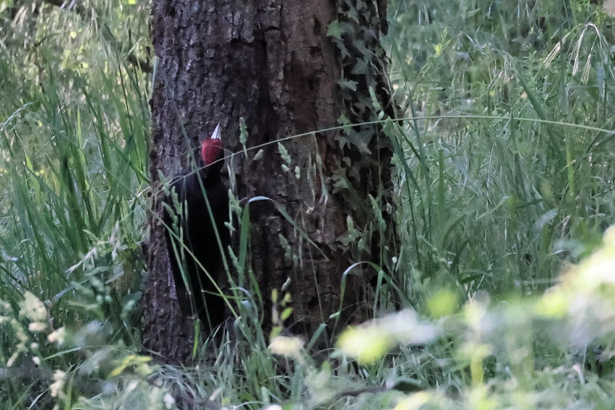 Black Woodpecker - ML618805656