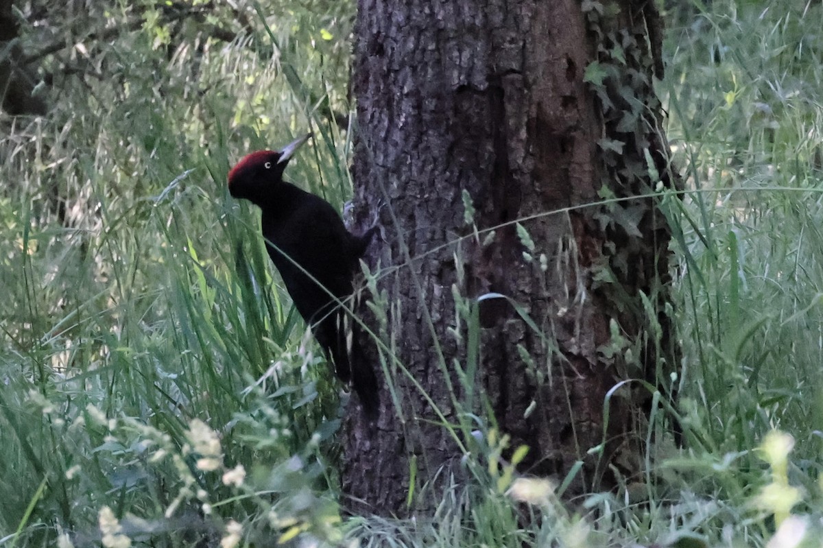 Black Woodpecker - ML618805660