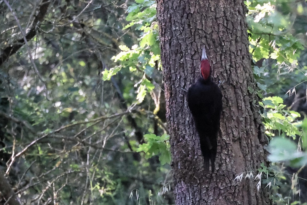 Black Woodpecker - ML618805661
