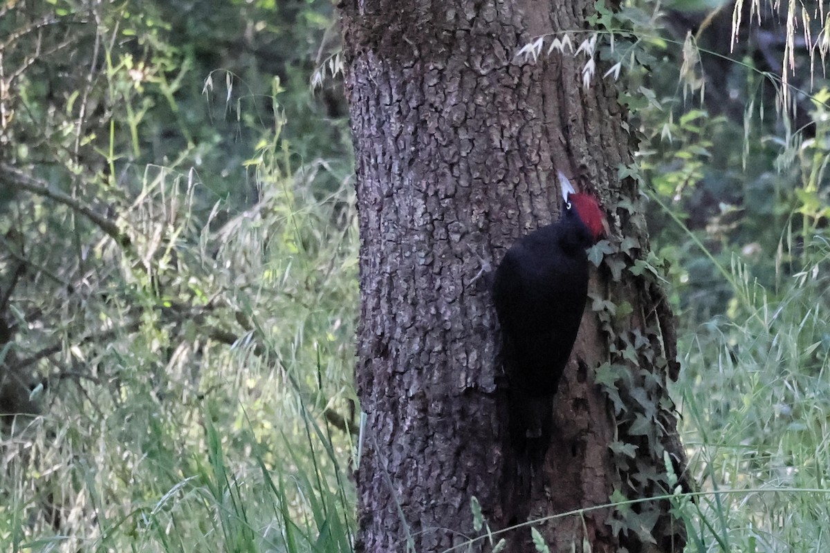 Black Woodpecker - ML618805662