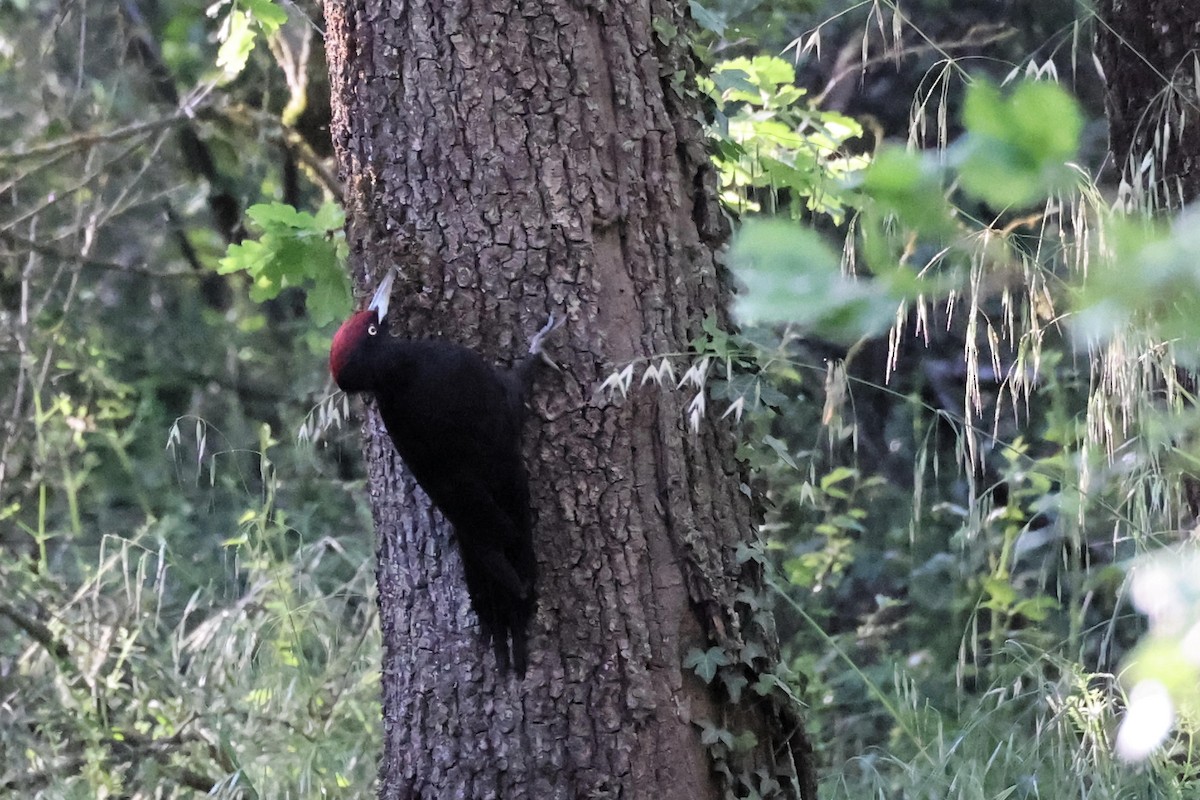 Black Woodpecker - ML618805663