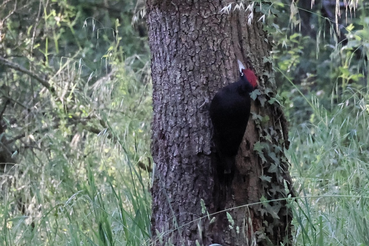 Black Woodpecker - ML618805664