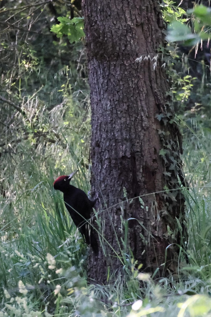 Black Woodpecker - ML618805666