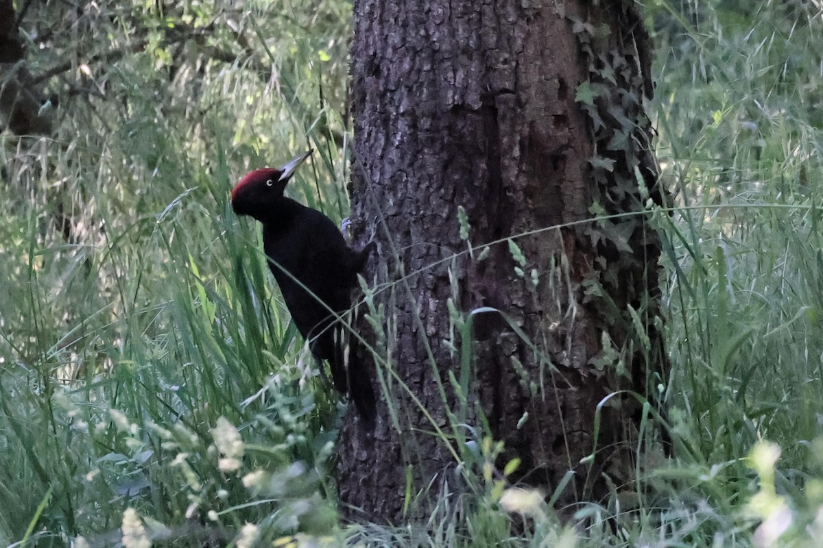 Black Woodpecker - ML618805667