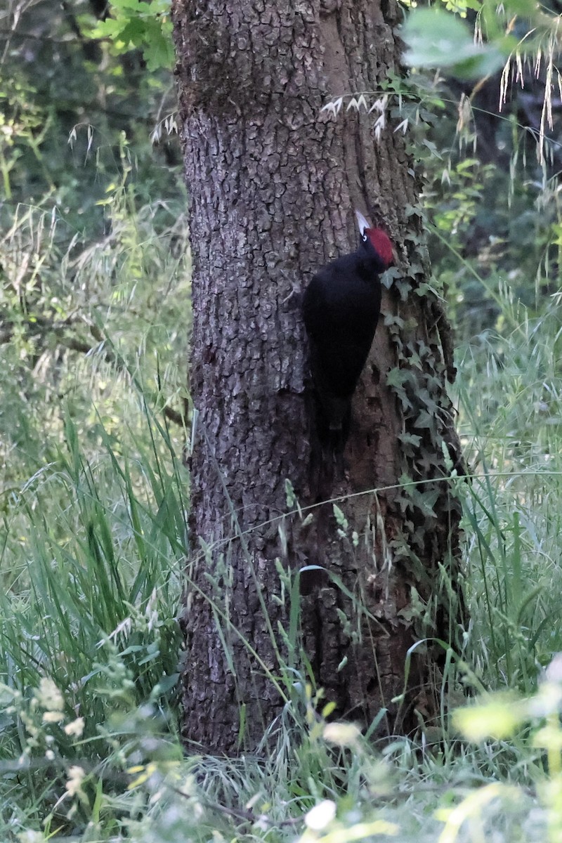 Black Woodpecker - ML618805668