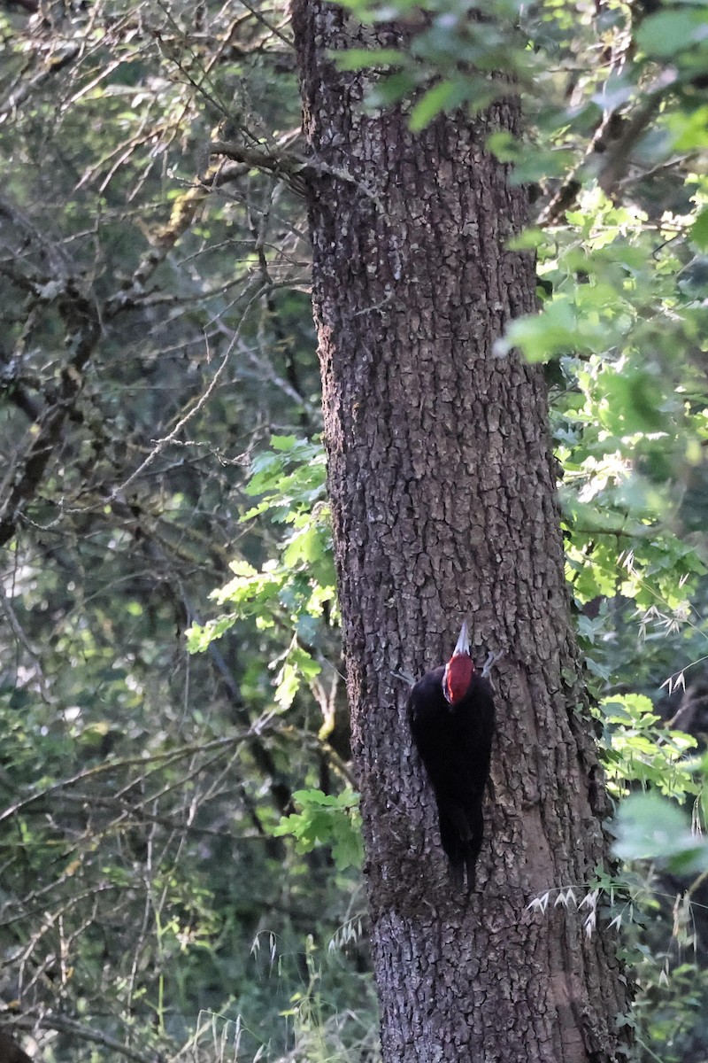 Black Woodpecker - ML618805669