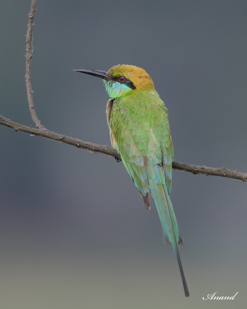 Blue-tailed Bee-eater - ML618805720