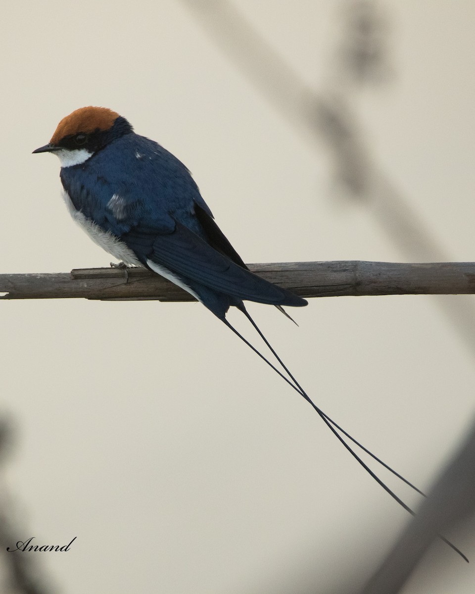 Wire-tailed Swallow - ML618805737