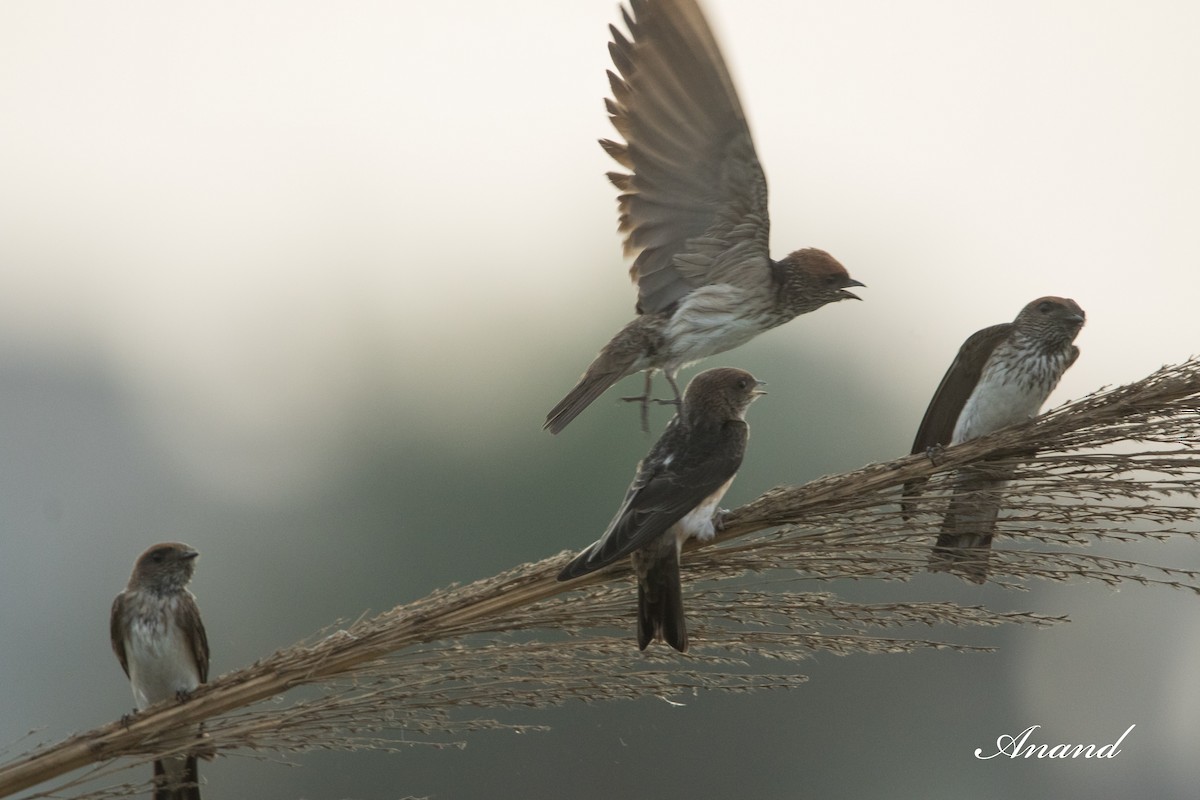 Streak-throated Swallow - Anand Singh