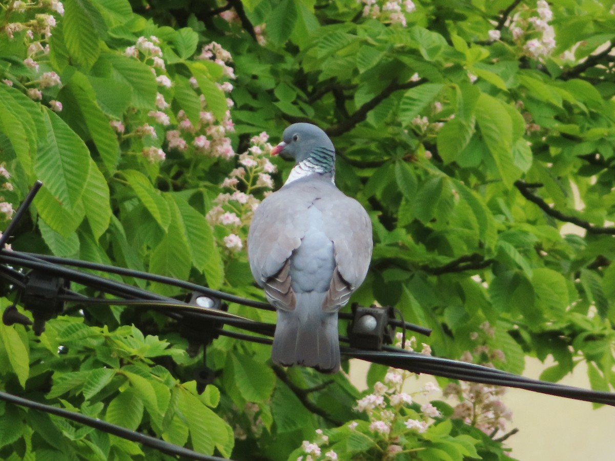 Common Wood-Pigeon - Kseniia Marianna Prondzynska