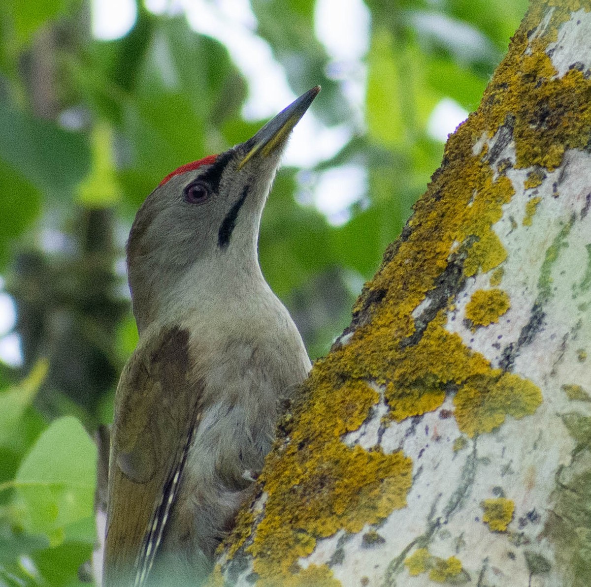 Gray-headed Woodpecker - Andrii Radzhabov