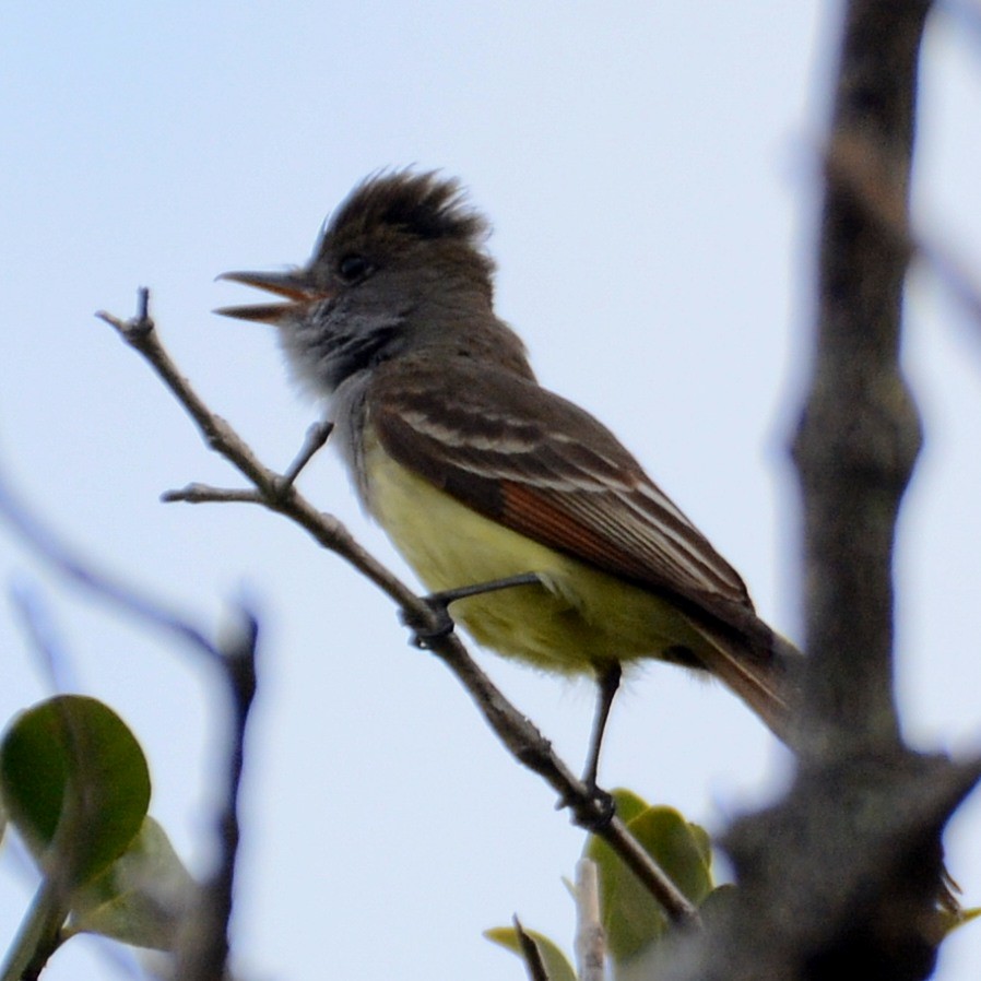 Great Crested Flycatcher - ML618805796