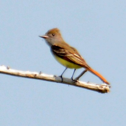 Great Crested Flycatcher - ML618805797