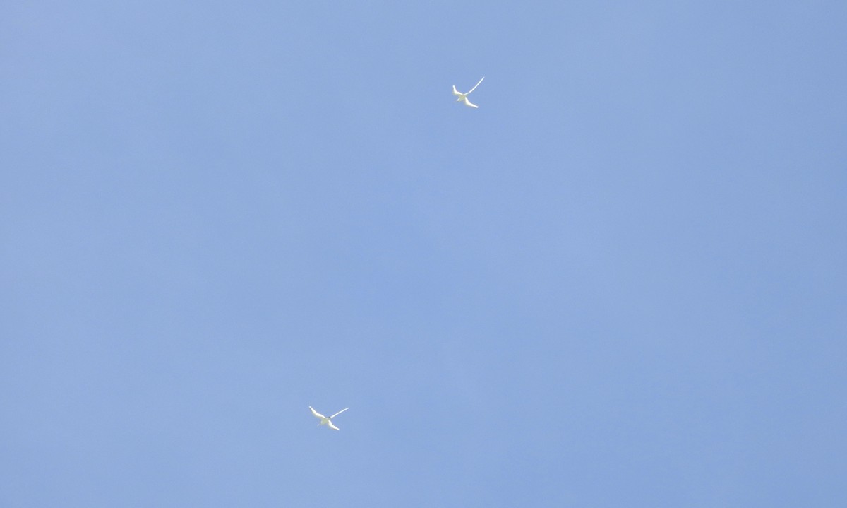 White-tailed Tropicbird - Noam Markus
