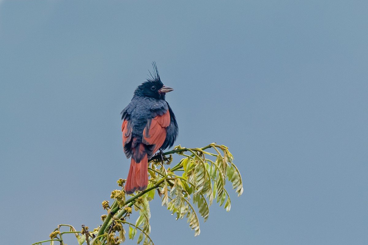 Crested Bunting - ML618805861